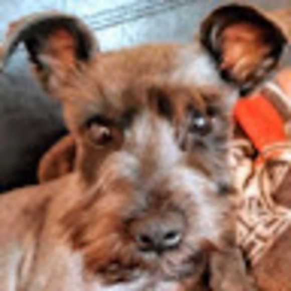 Meet your Posher, Kelly - Picture 1 of 1